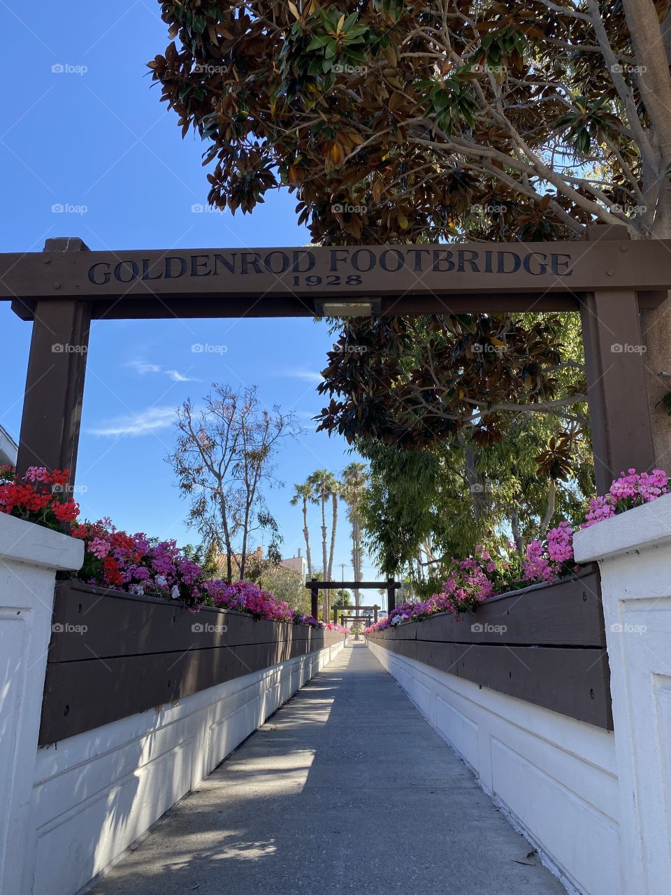 Goldenrod Footbridge 