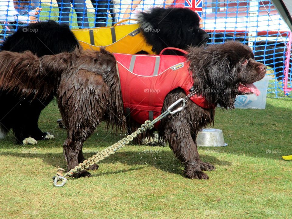 Water rescue dogs