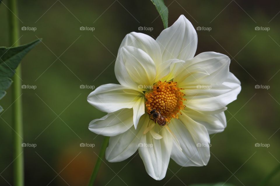 Lindissima flor branca e amarela com uma abelha 