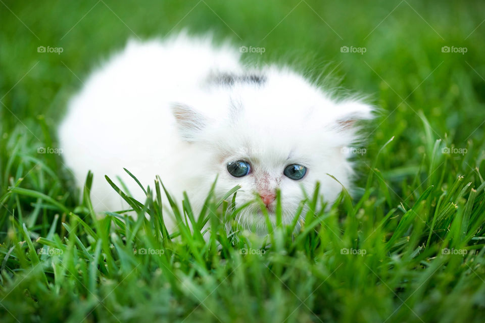 Close-up of cat on grass