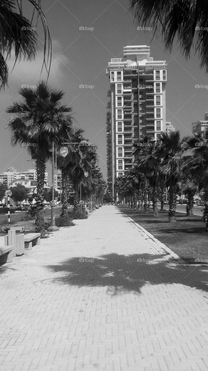 Many palms along road in perfect symmetry and residential modern building in backround