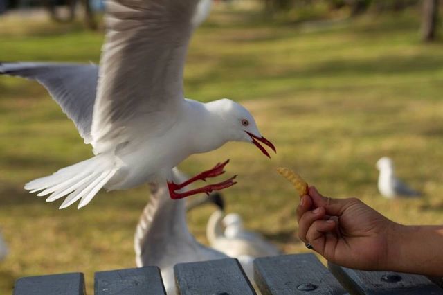 bird