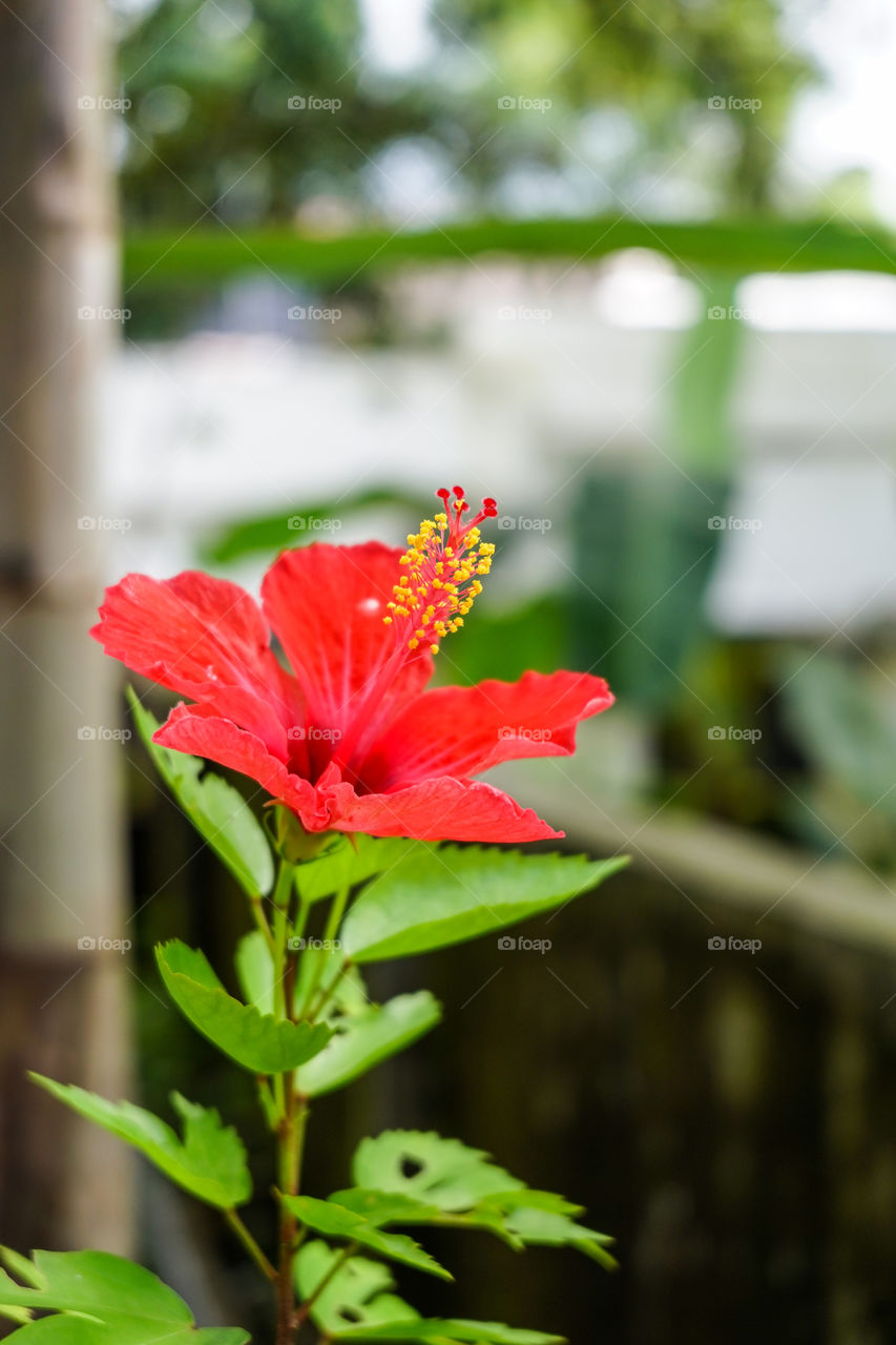 Portraits of a plant 