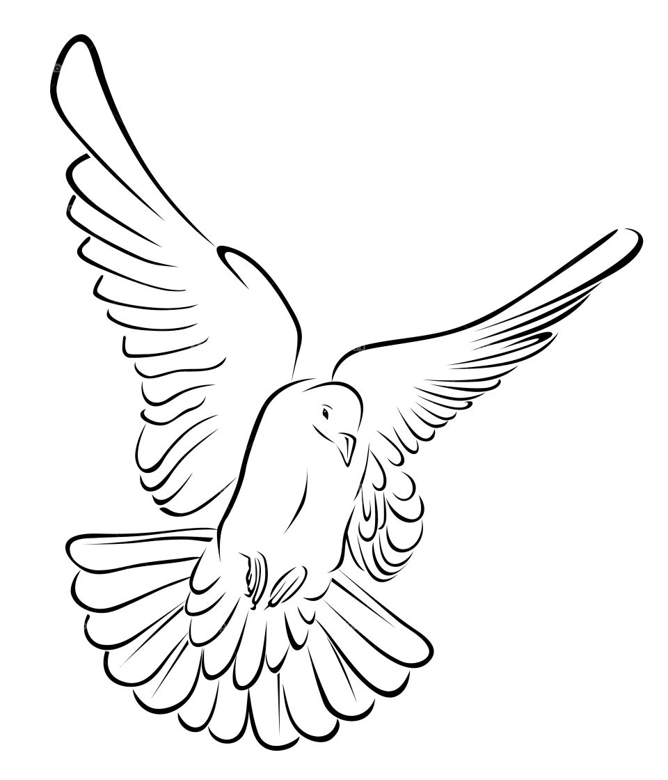 Flying pigeon illustration