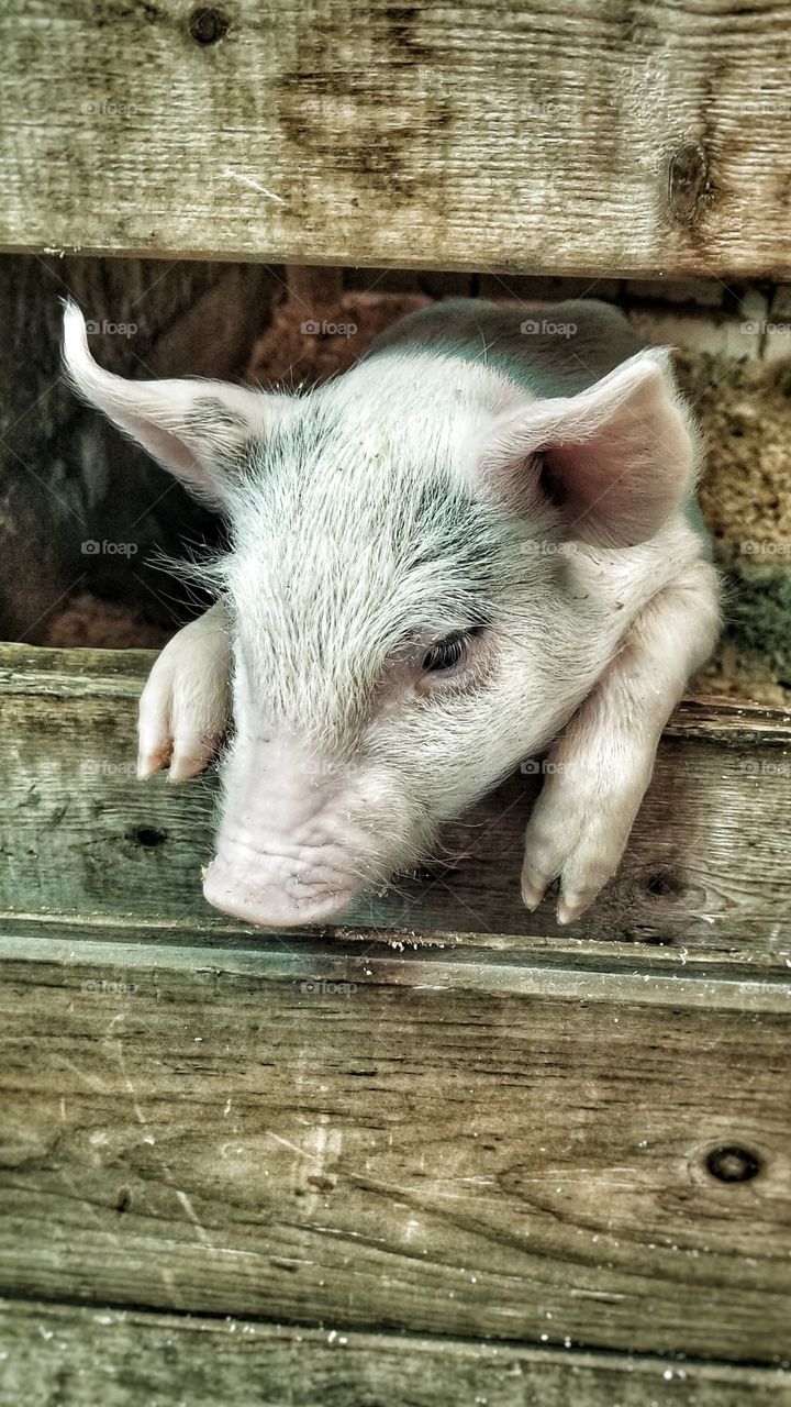 A contemplative piglet at the Cumberland  Fair. Cumberland, Maine.