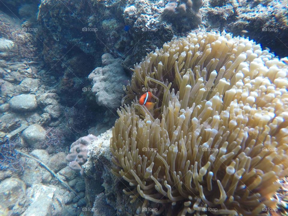 Finding Nemo 👌