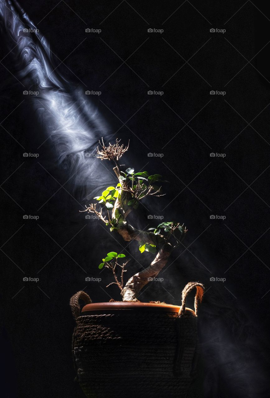 Light ray on a bonsai