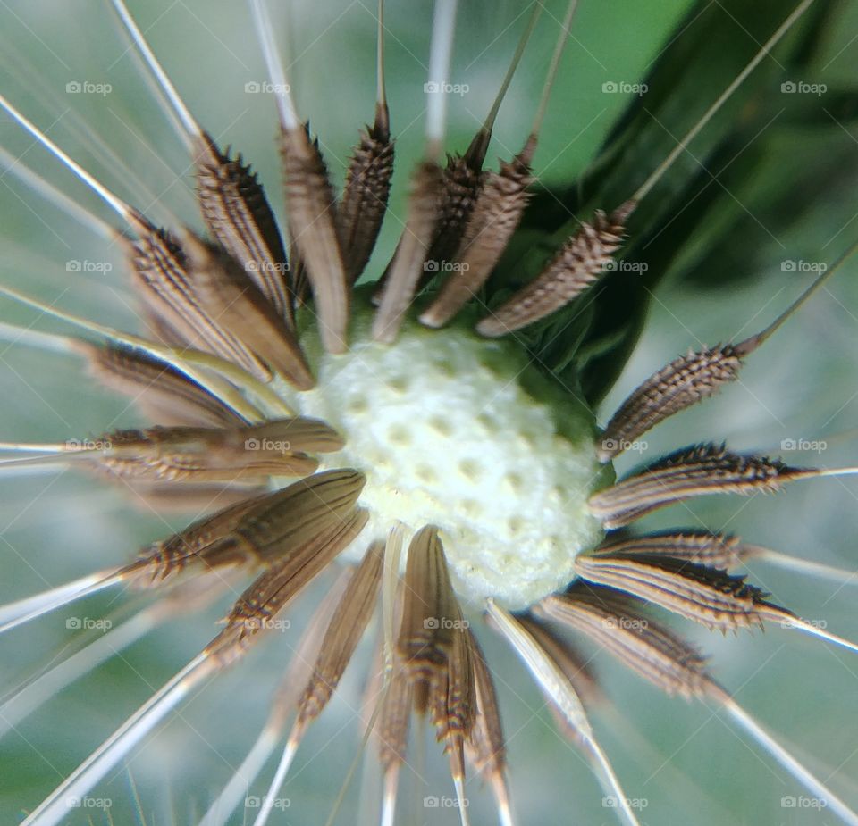 Samen pusteblume schirmchen