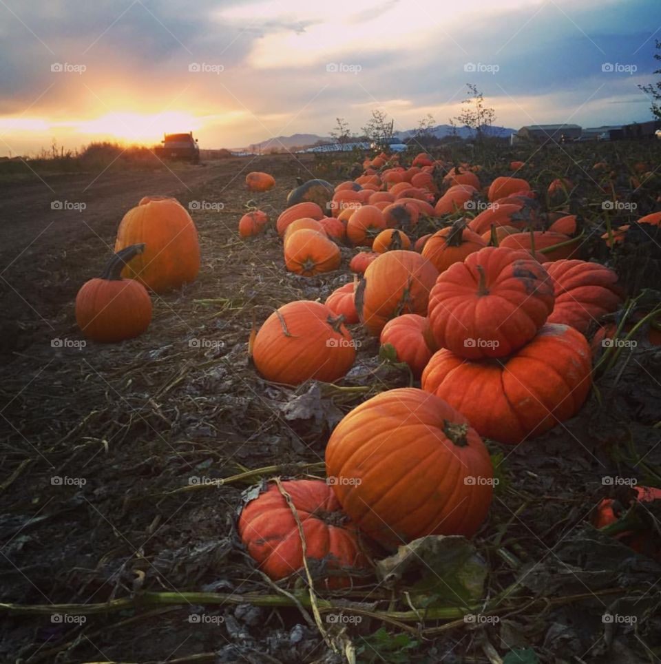 Pumpkin patch. Orange. Sunset. Field. Halloween. Fall