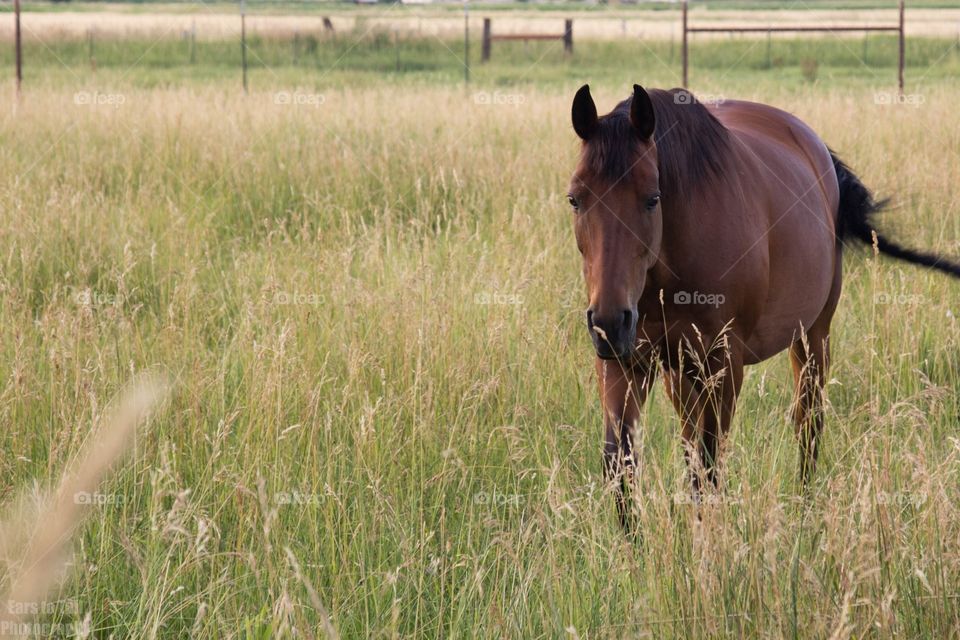 Equine 