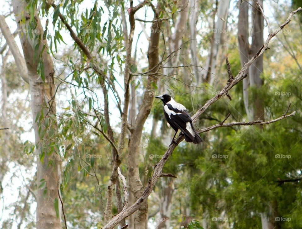 Magpie in a tree