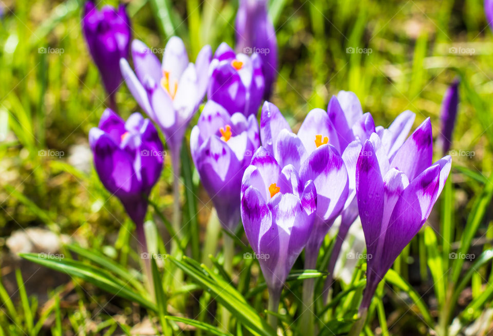 Spring flowers - crocuses