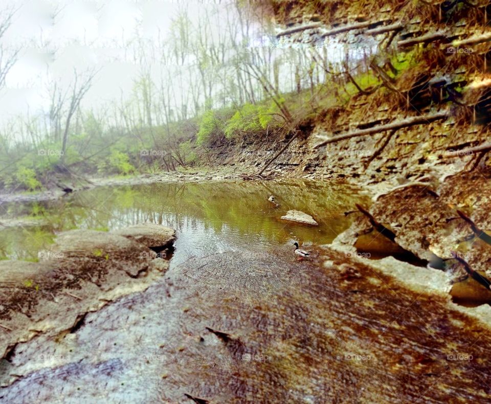 Ducks hanging out in the water!! 