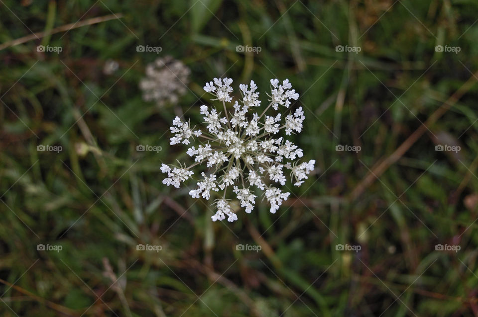 beautiful flowers grow in the summer garden