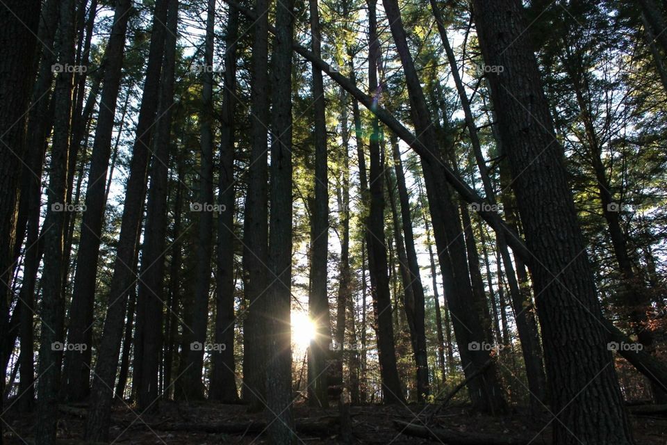 While on a hike, the sun poked through the trees and followed us back to the main area. 