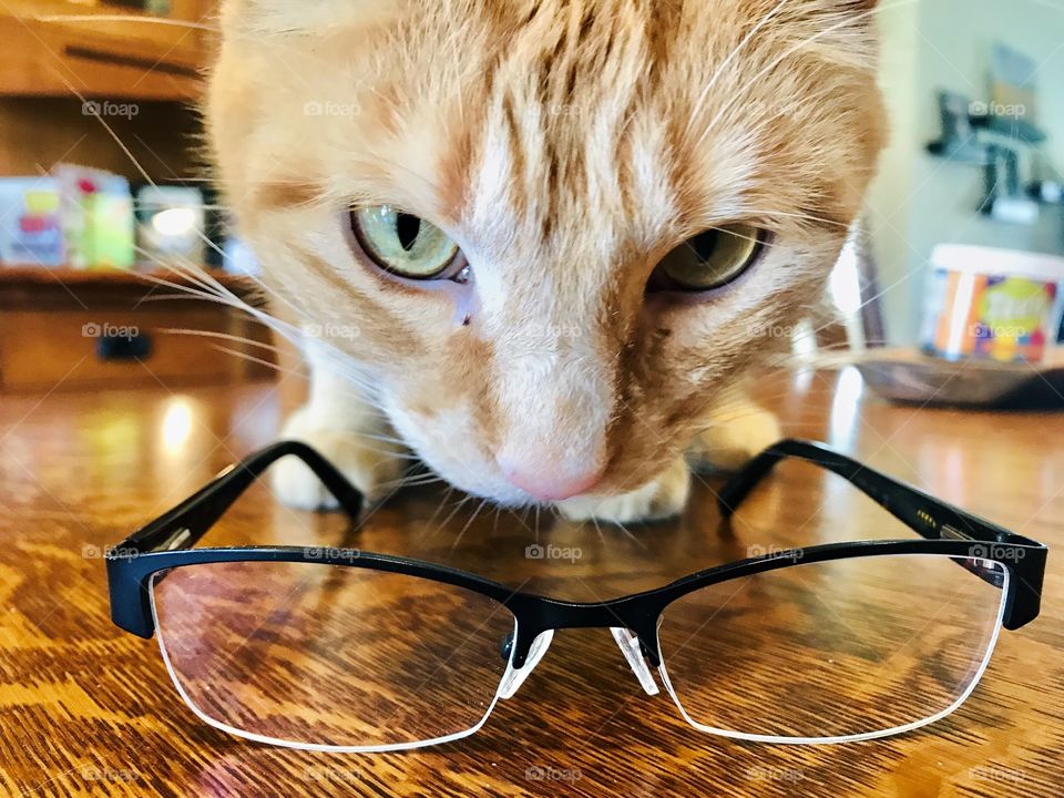 Silly orange tabby cat looking like he is about ready to try on eye glasses sitting on the table! 