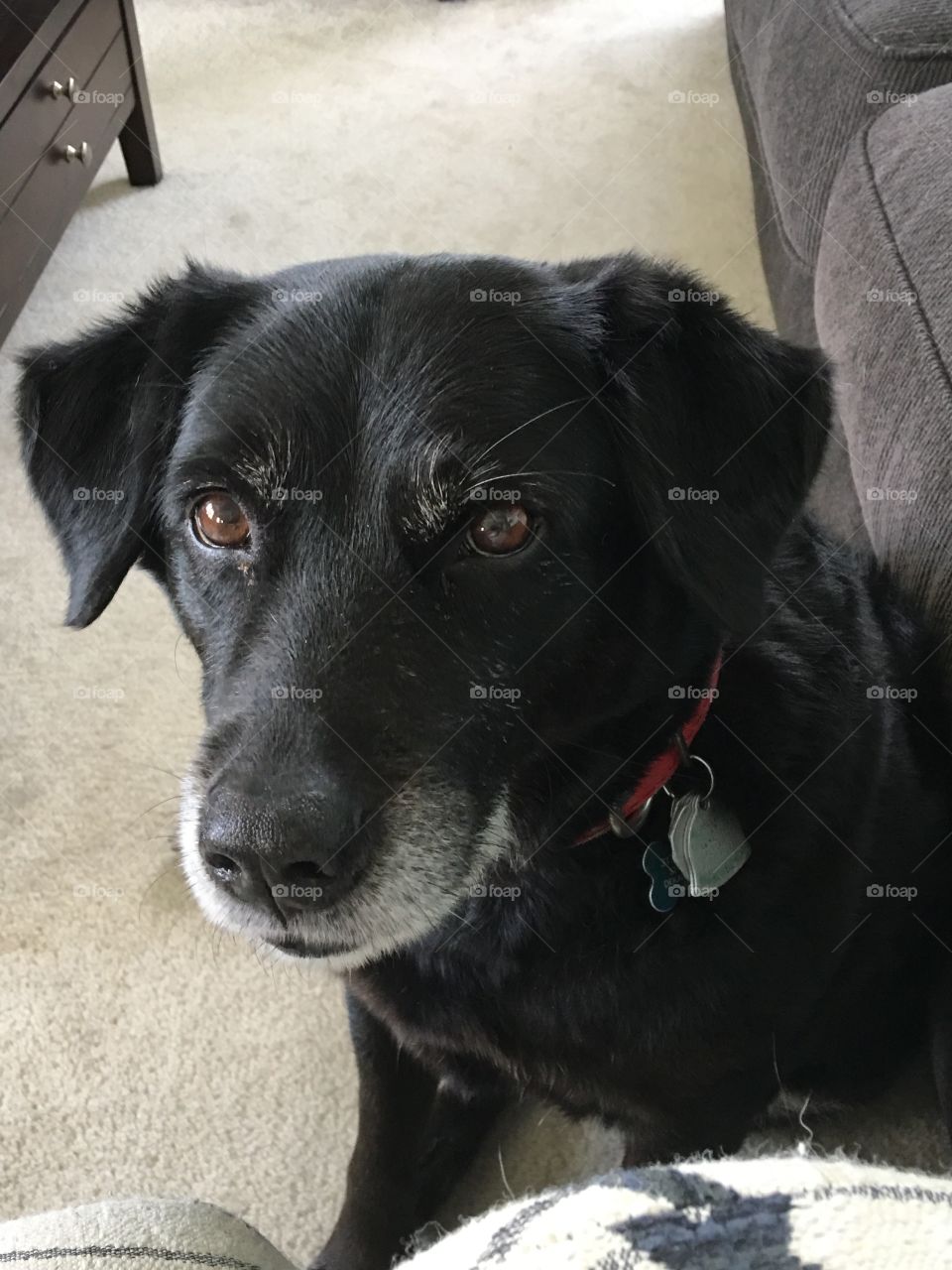 Close-up of a black dog