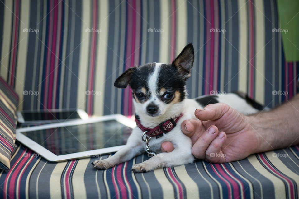 tablet and the mobile phone on the striped sofa and dog rest near. Man's hand holds his paw