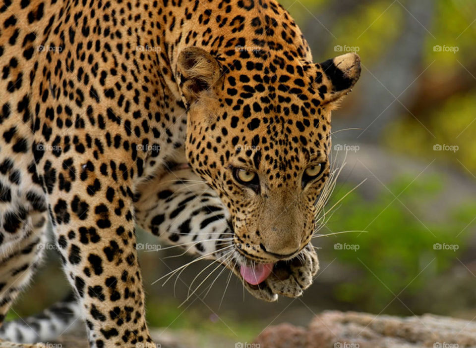 Leopard Sri Lanka..