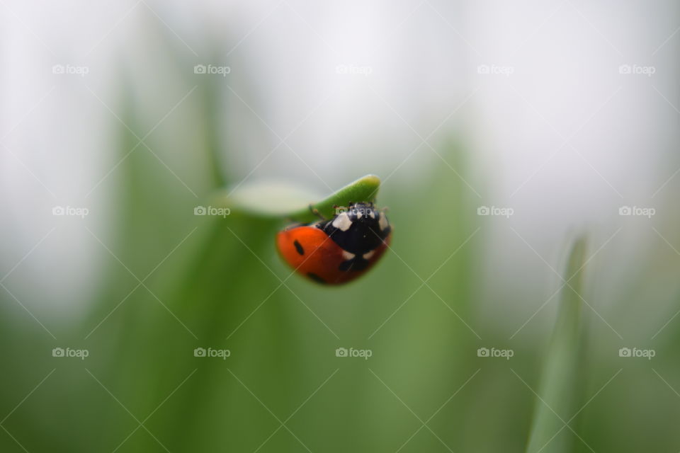 Ladybug hanging on leaf