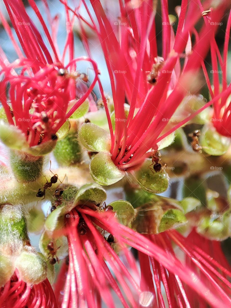 Ants on a flower