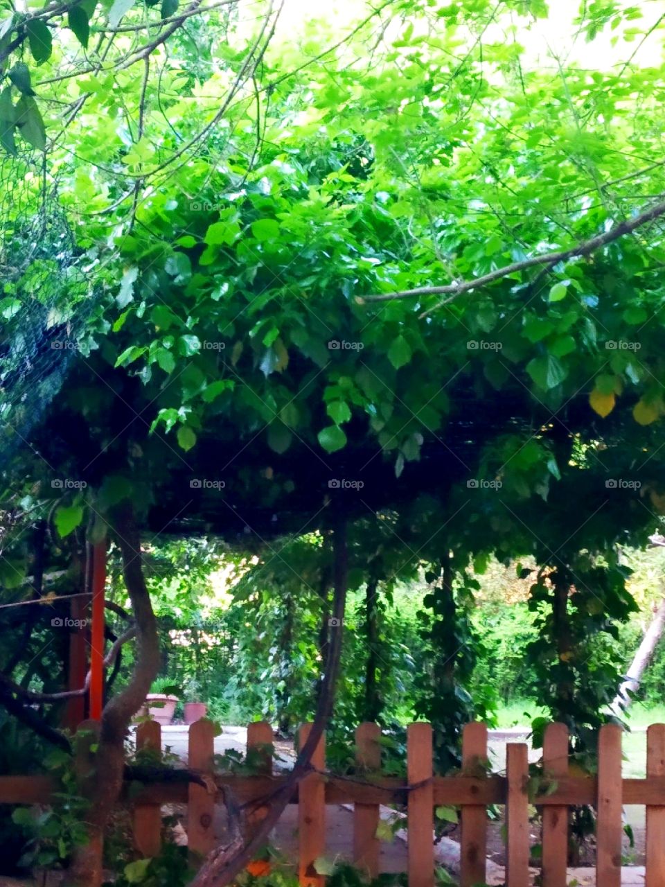 Green Arbor