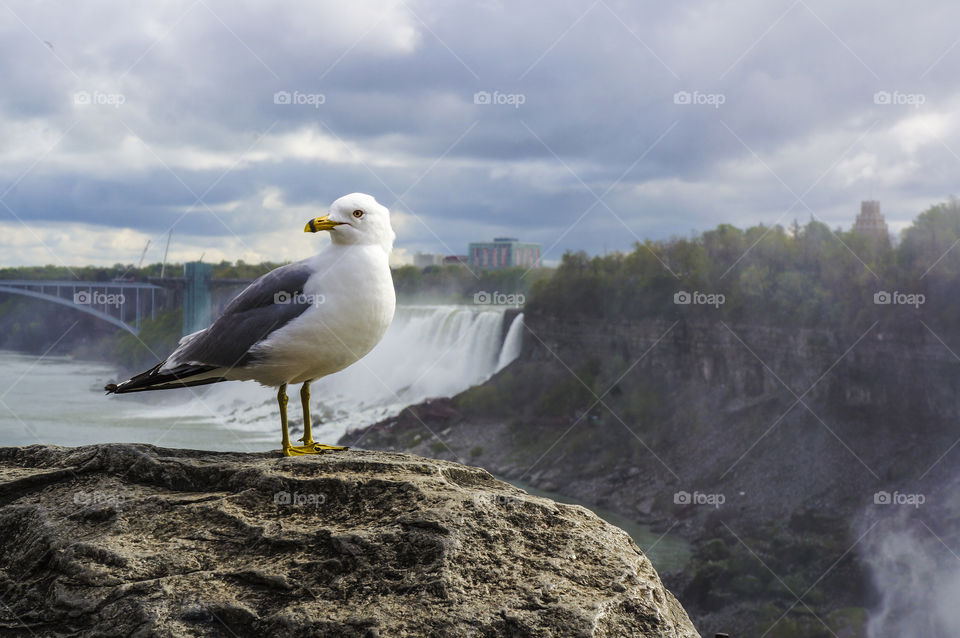Seagull at Niagara Falls