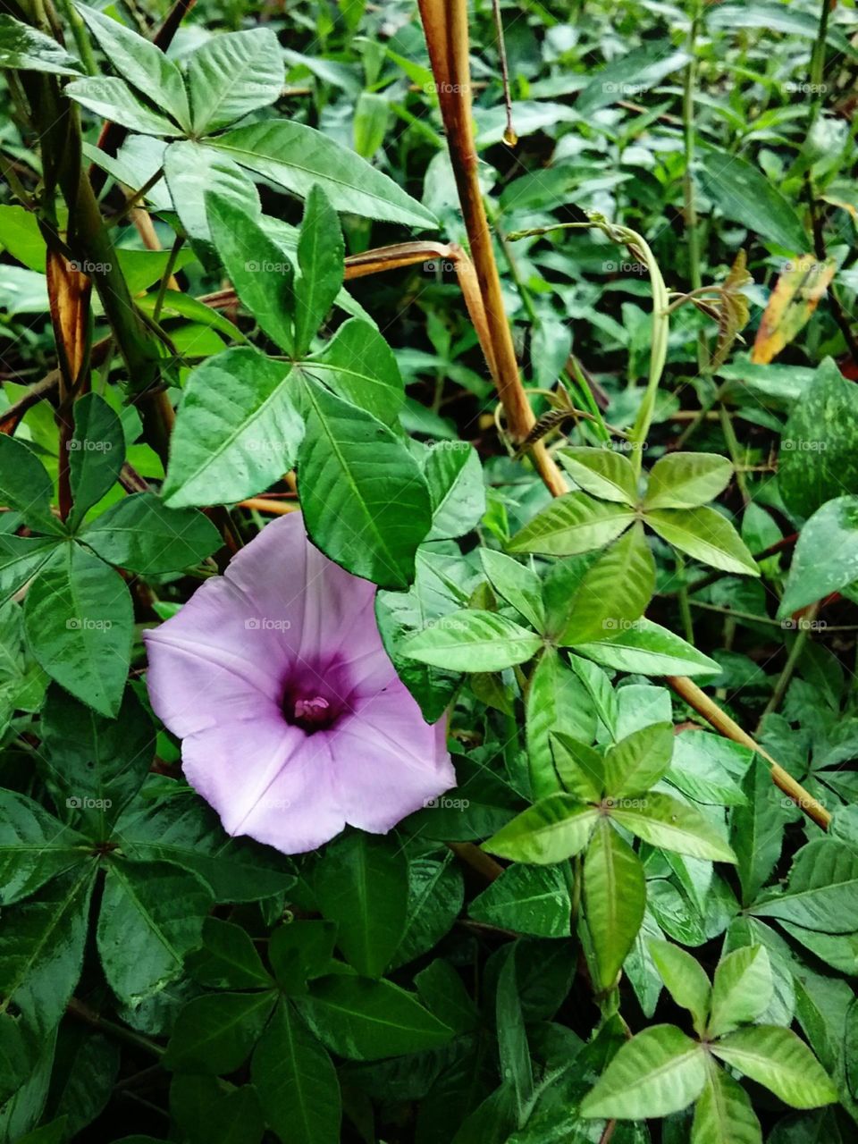 Fragil, delicada, lilas e encantadora