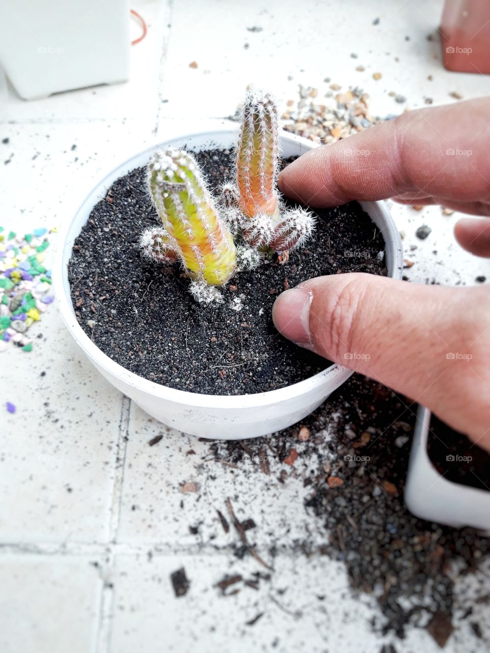 People are planting cactus plants as a hobby during their stay, a simple way of rest and happiness.