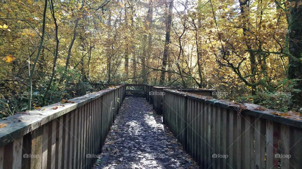 fall walk over bridge in forest