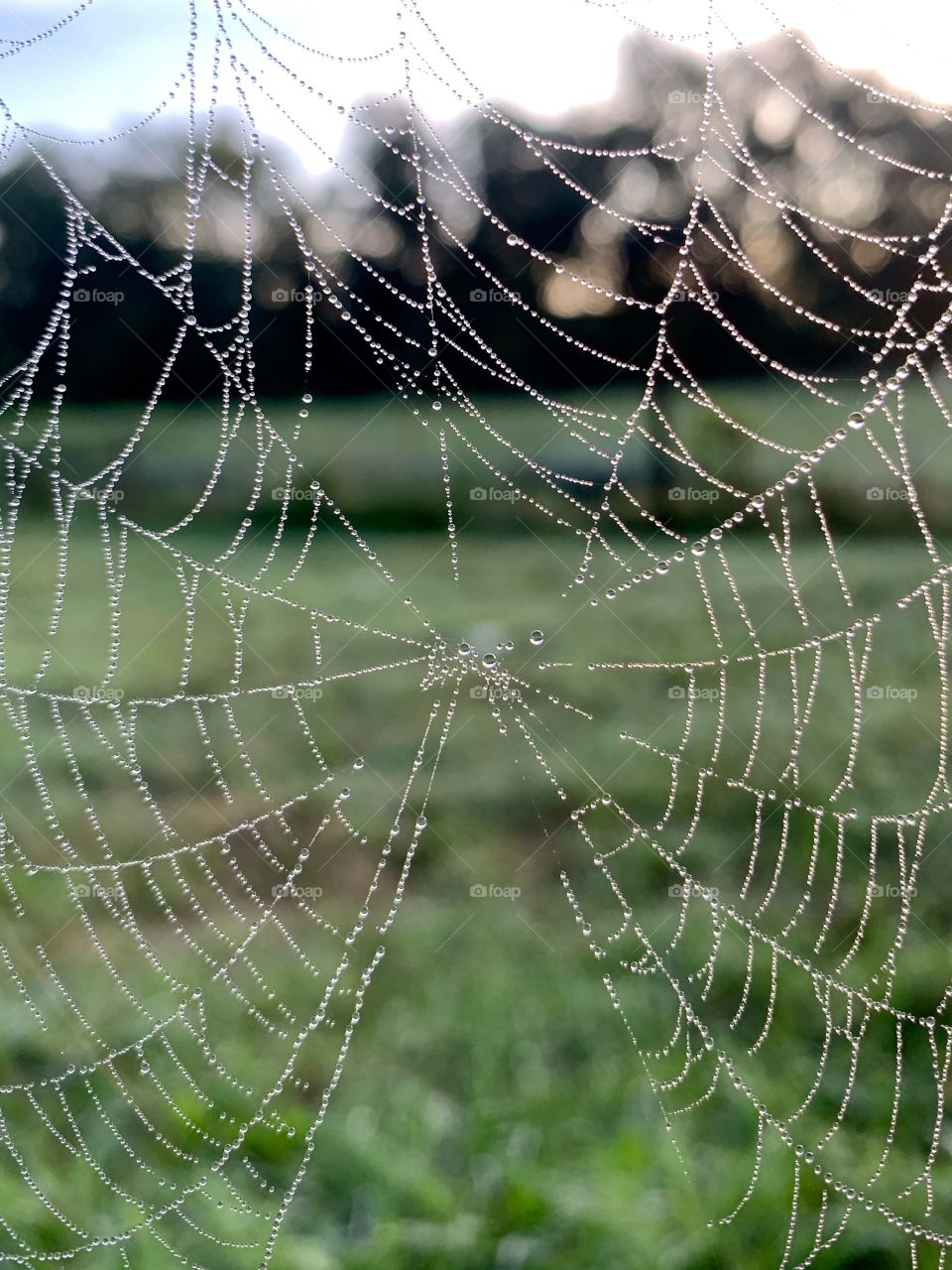 Dewdrops on a spider web against a blurred rural background in summer