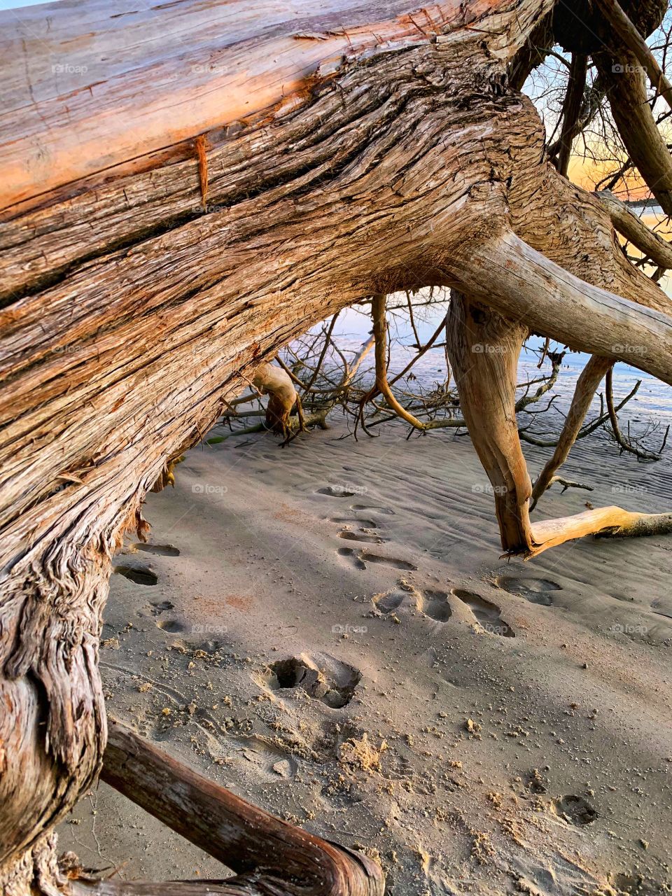 Dead tree at the shore