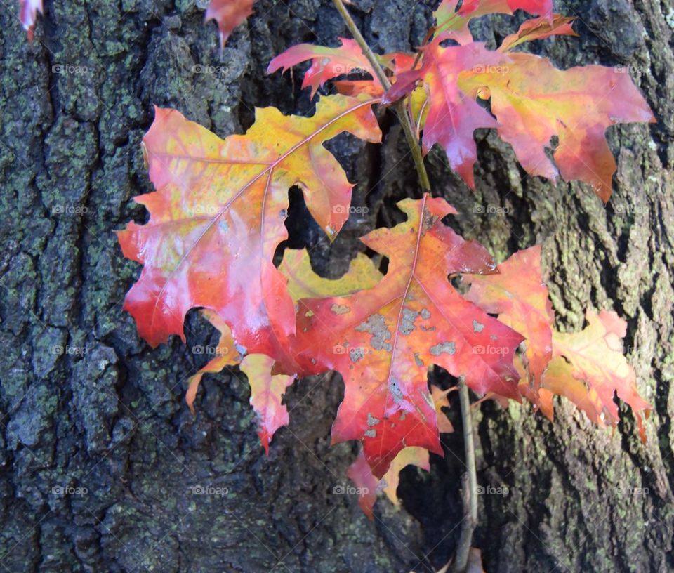 Autumn