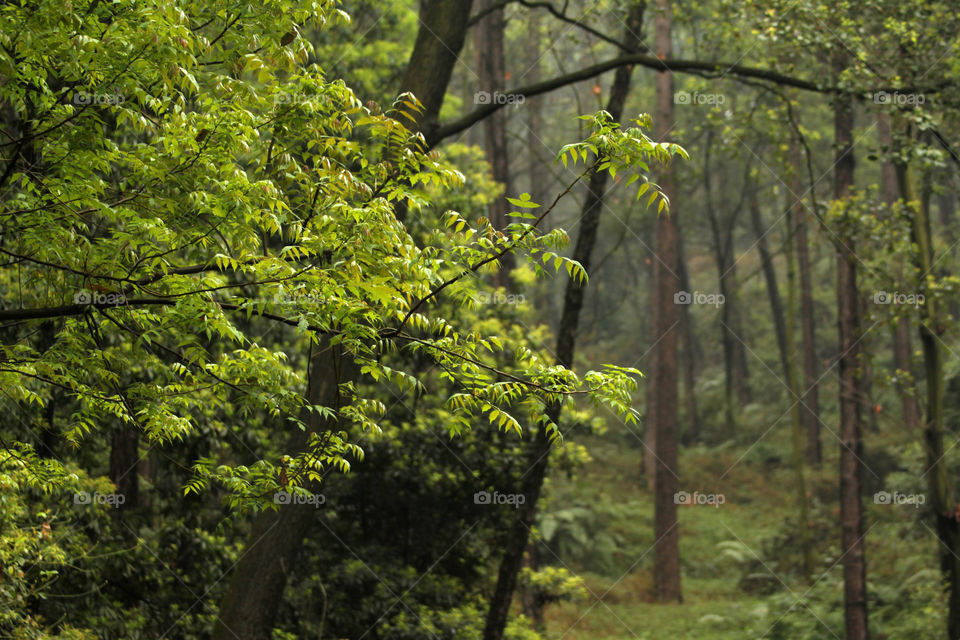 Close-up of branches in forest