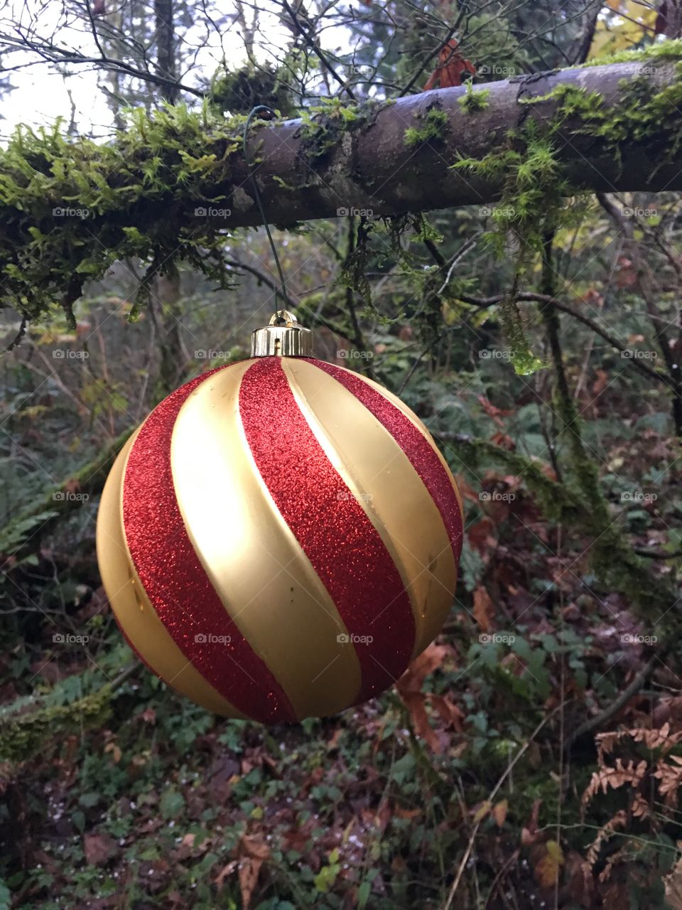 Christmas bubble hanging on tree trunk