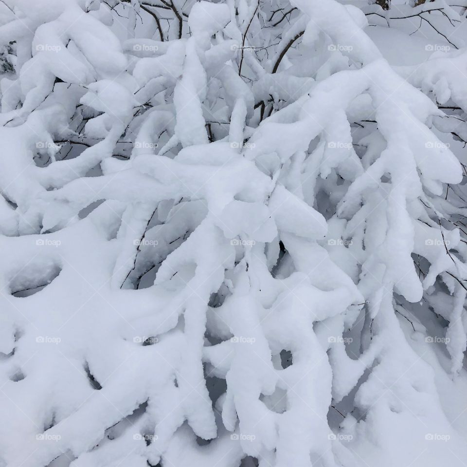 White, snow blanketed over a tree