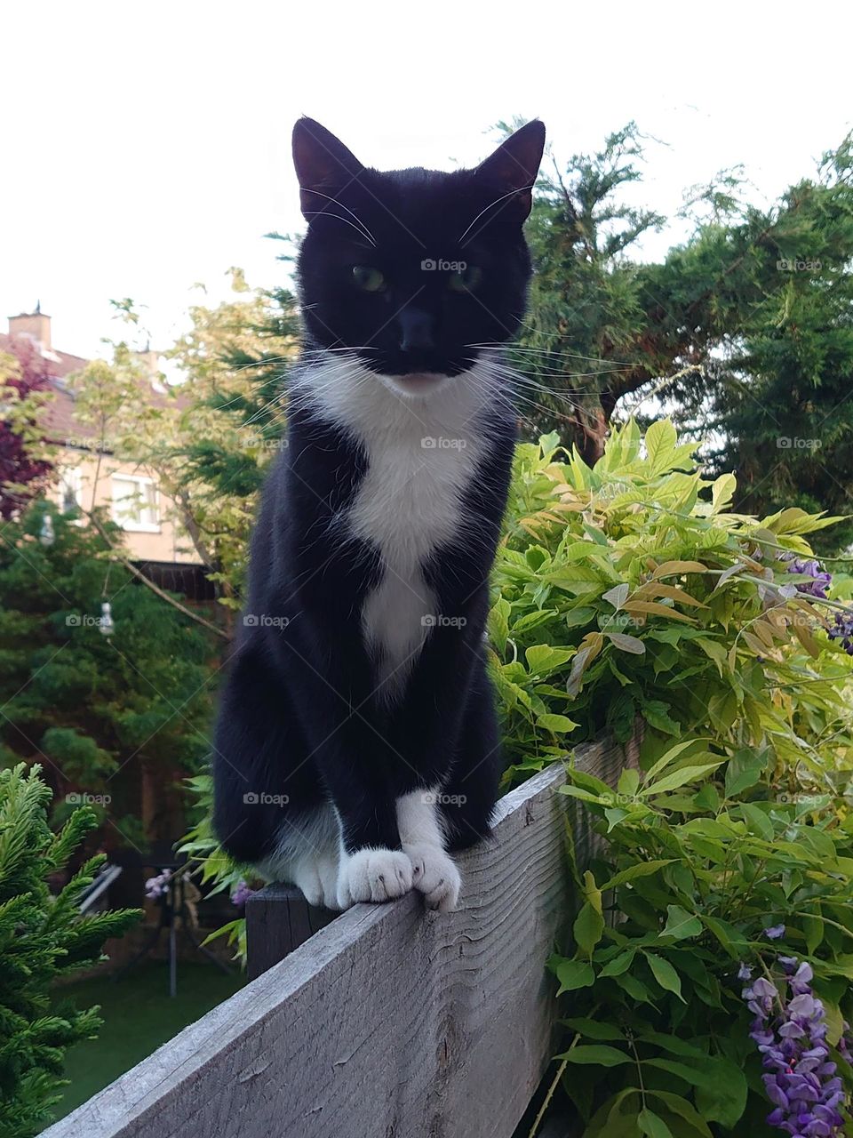 Zorro the Cat on the fence