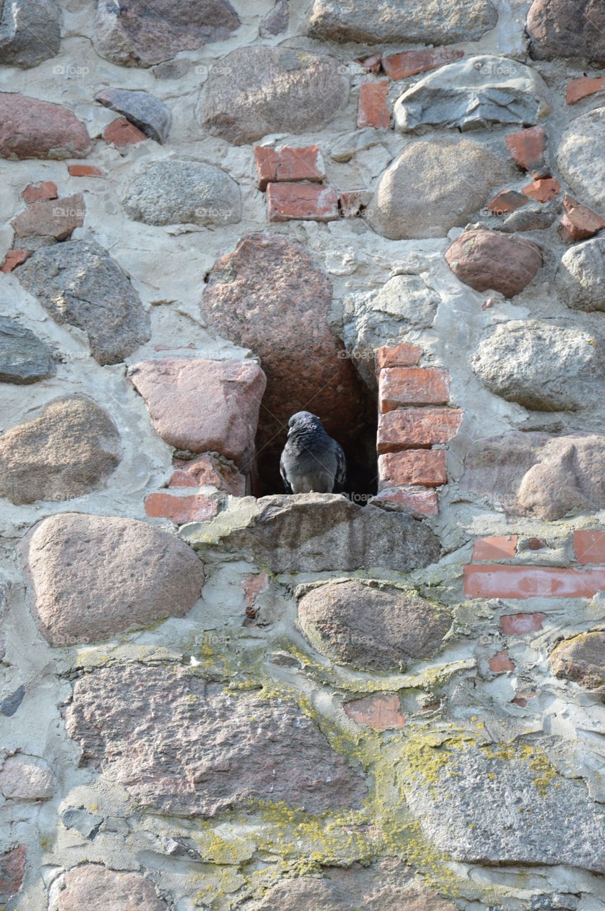 Pigeon in niche sitting still