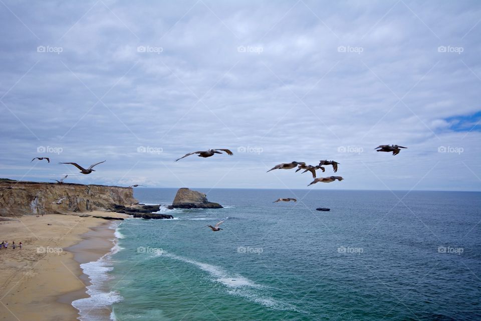 Pelicans flying by at Panther Beach in Santa Cruz, California 
