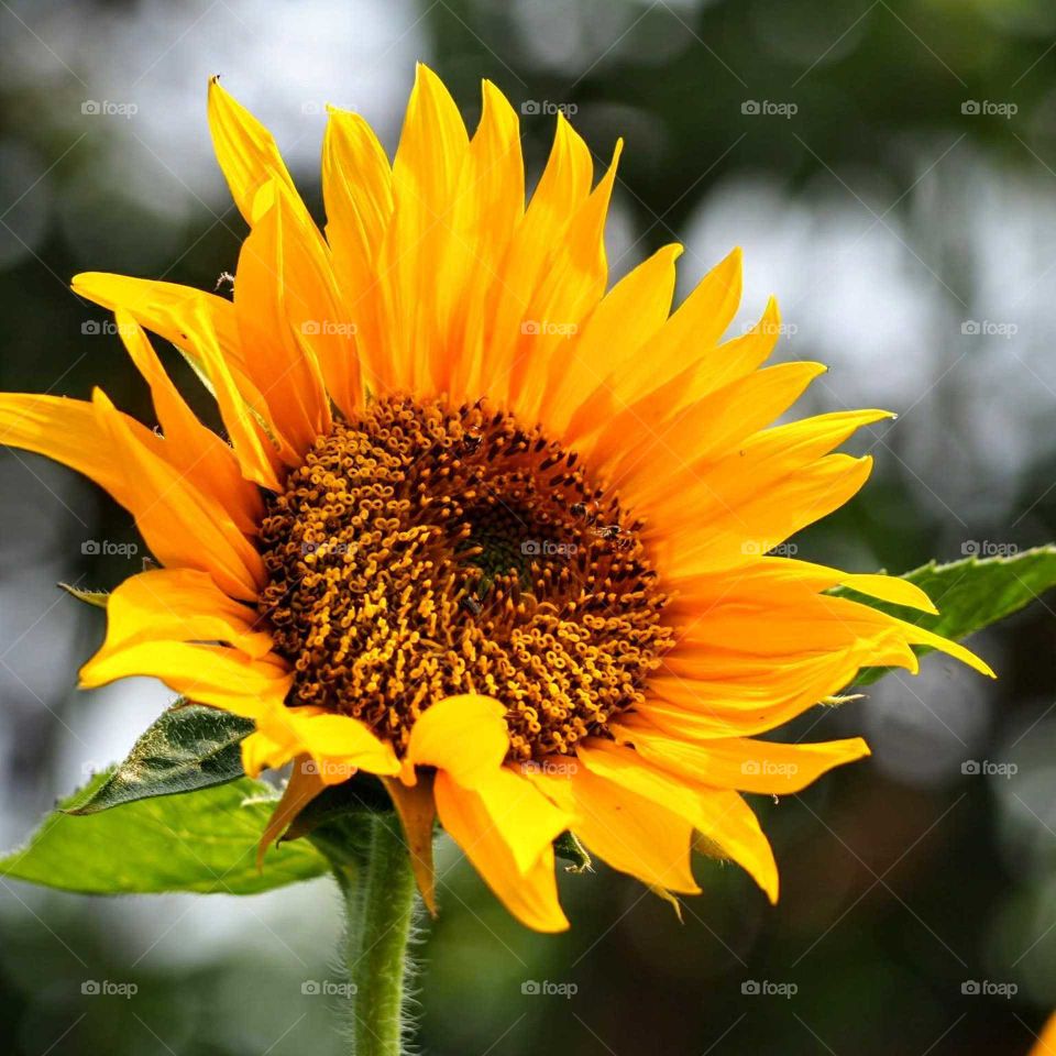 Beautiful and colorful of sunflower