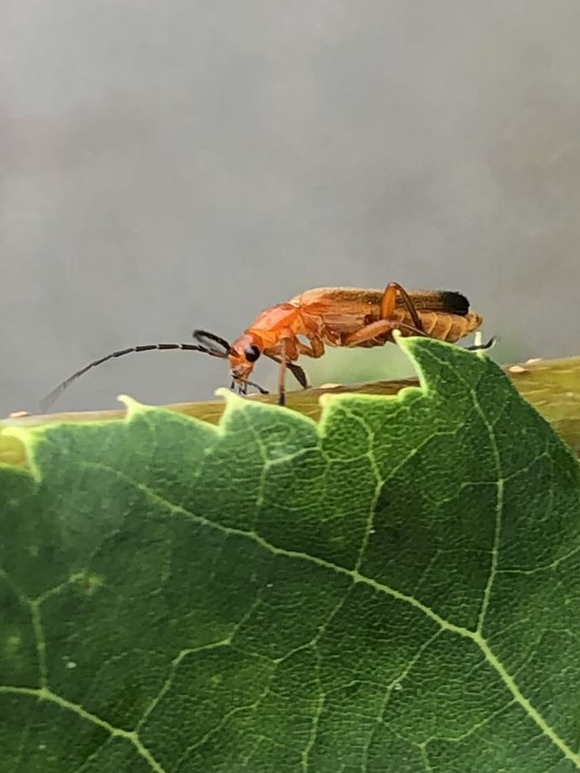Common red soldier beetle