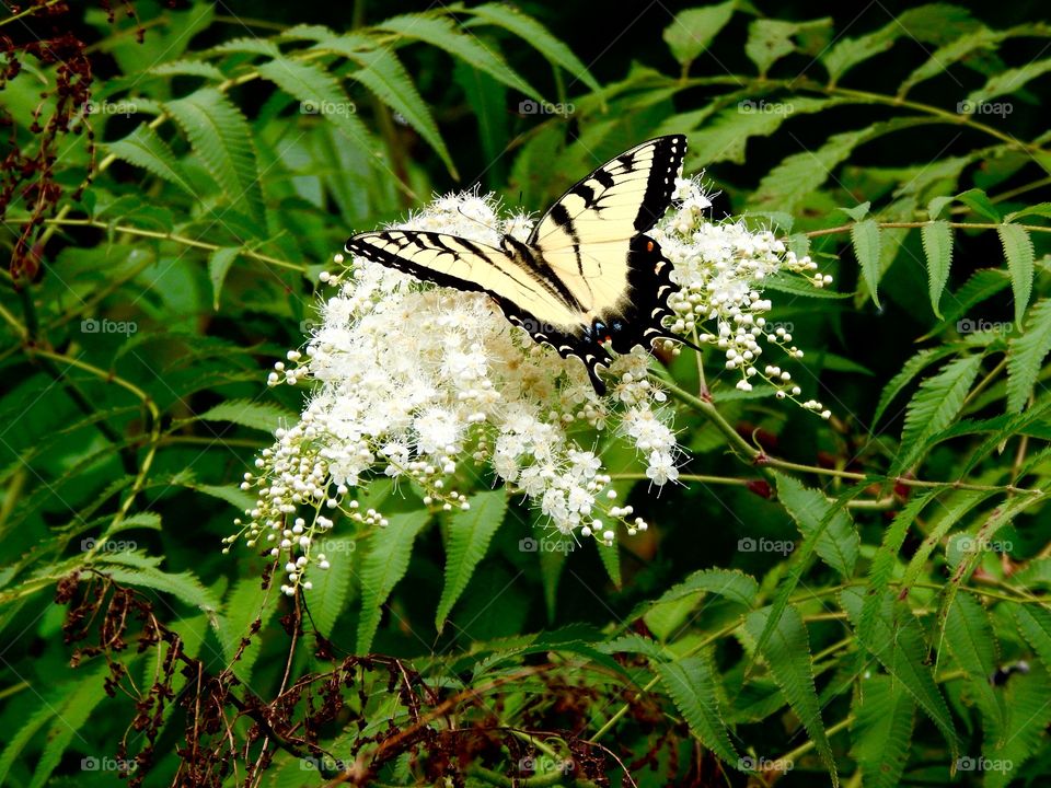 Butterfly lands on a beautiful white plant