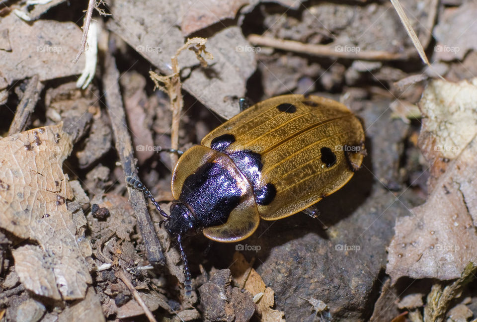 Four spotted carrion beetle