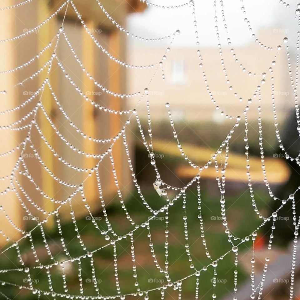 A perfect dewy spiderweb on a foggy Spring morning