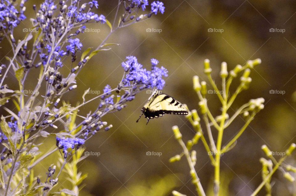 Take the Nostalgic Way Home (Series)