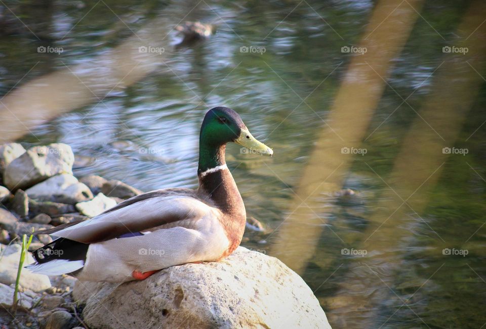 duck sitting on the rock