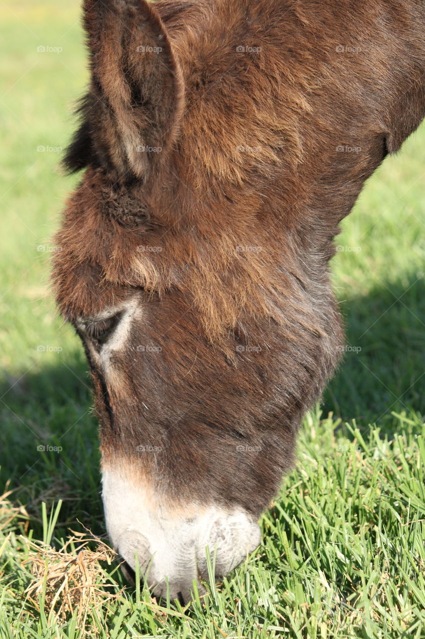 Close up of a donkey eating grass