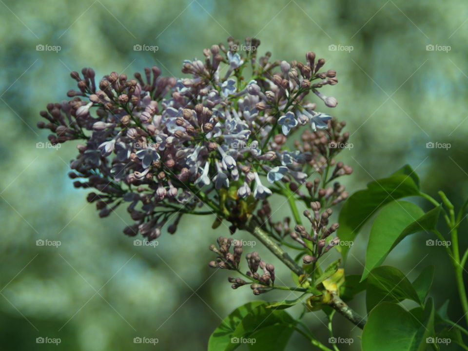 Early lilac flowers