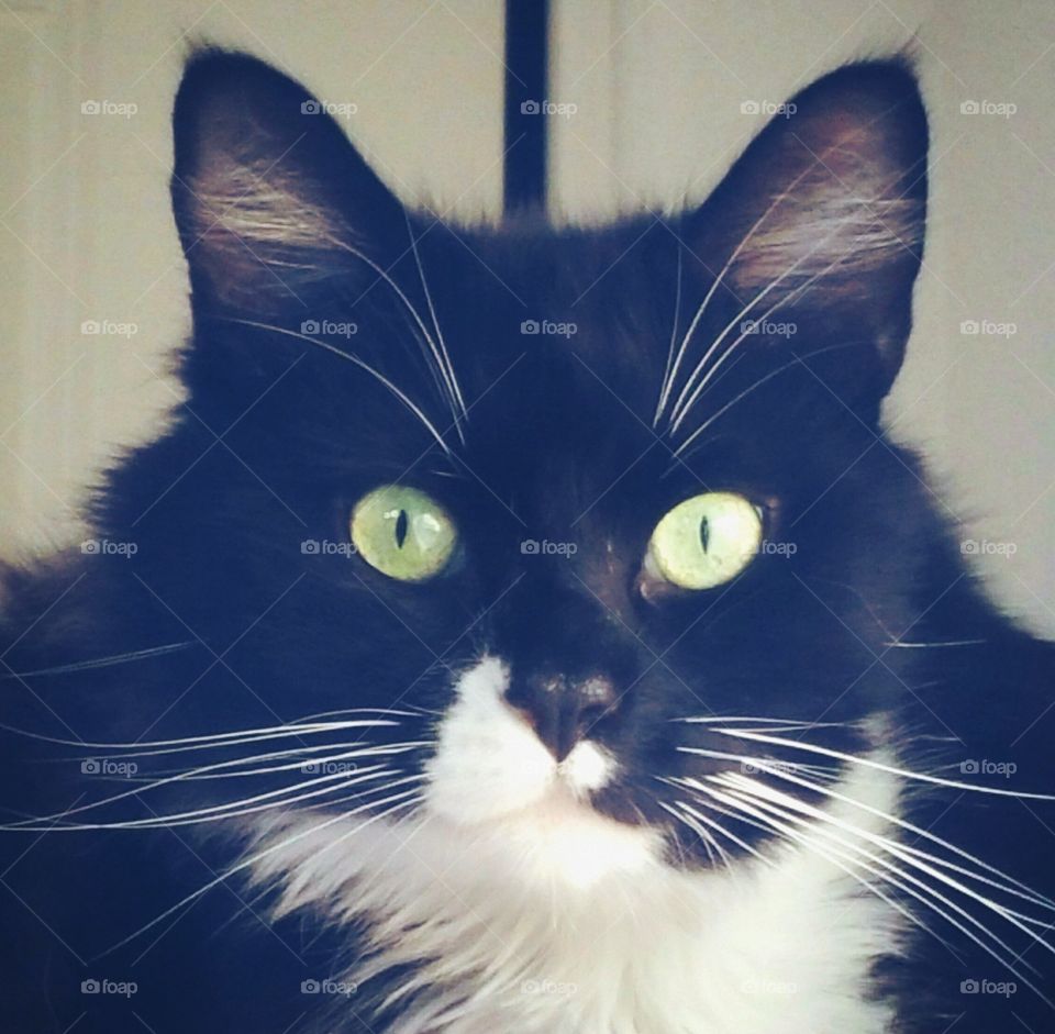 Look into My Eyes. Sylvester wants to hypnotize you and make you give him more tuna and milk.