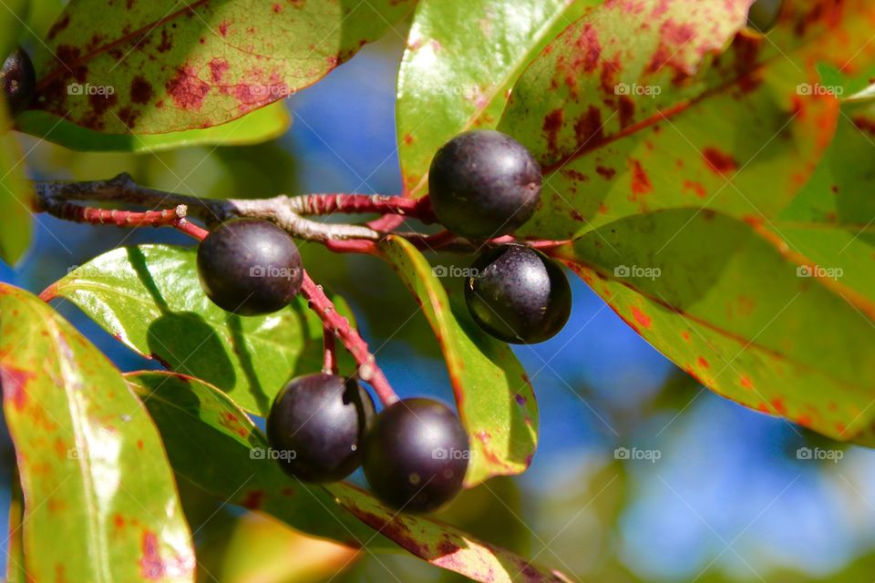 Berries 